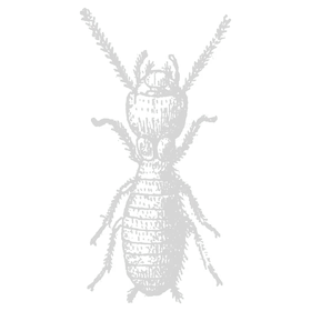 Black and white illustration of an ant viewed from above, showing segmented body parts including head with antennae, thorax, and abdomen.