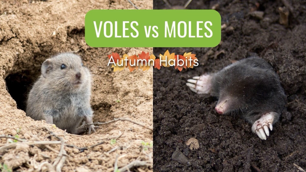 Voles vs Moles