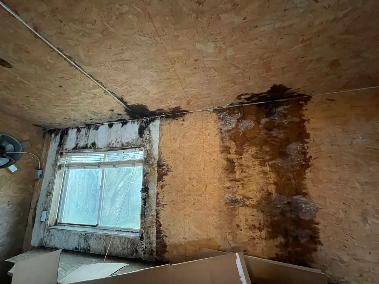 Severe water damage and mold growth inside a building, with dark stains and mold patches on OSB walls and ceilings, showing signs of long-term leaks and poor ventilation.