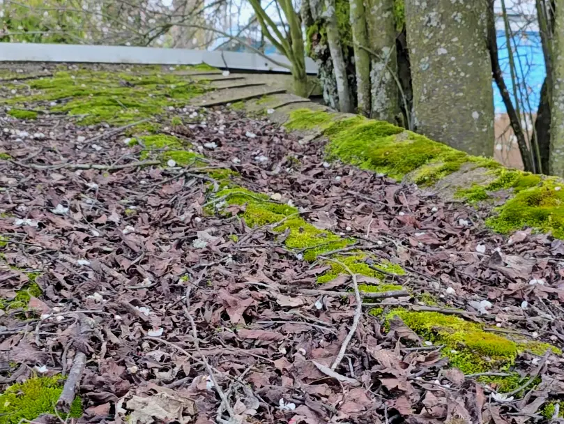 Moss-infested and bowing shingle roof.