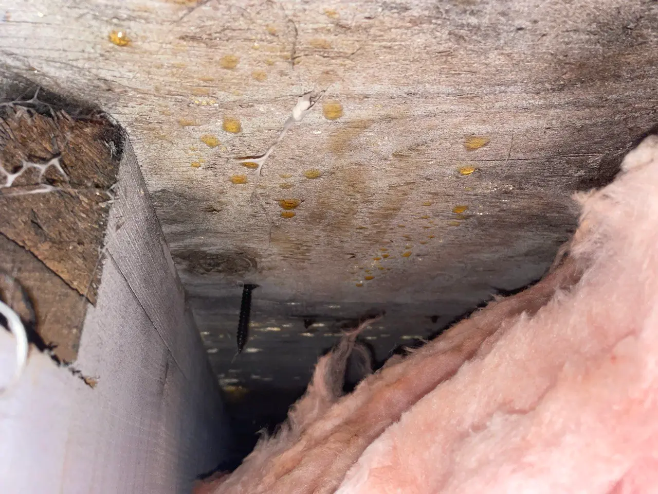 Condensation from poor roof ventilation.