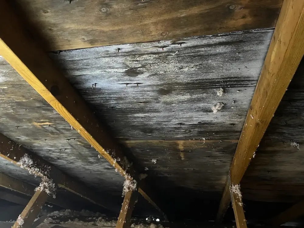 Mold on ceiling in attic.