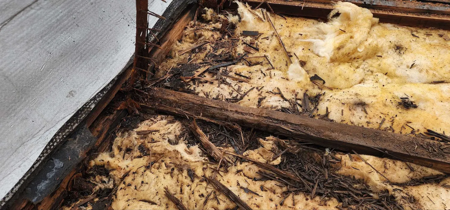 Heavily water-damaged roof insulation and wood decking with visible mold, rot, and deterioration—signs of prolonged roof leaks requiring full replacement.