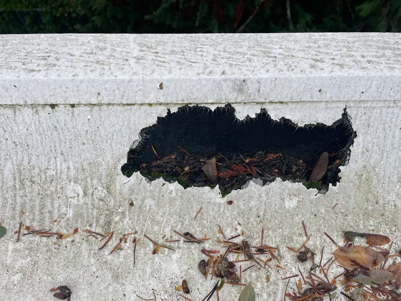 Rodent damage on flat roof edge—irregular holes chewed through membrane and concrete, exposing black underlayer, with leaves, pine needles, and debris accumulation around affected areas. Signs of roof damage requiring professional repair.