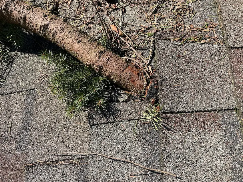 Tree branch impact on shingle roof, causing debris accumulation and potential damage.