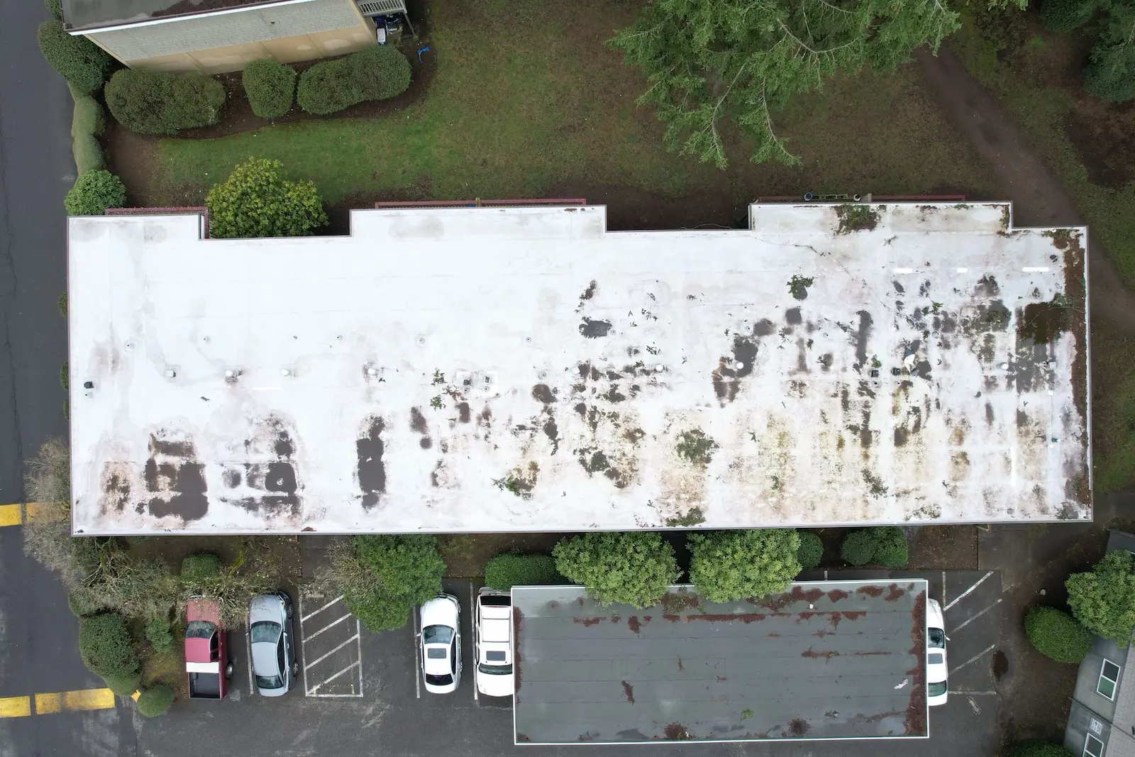 Top-down drone image of a multifamily building roof with heavy membrane deterioration, ponding stains, and widespread moss growth before replacement.