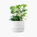 11-Inch Indoor Plant - Shopwave X Webflow Template