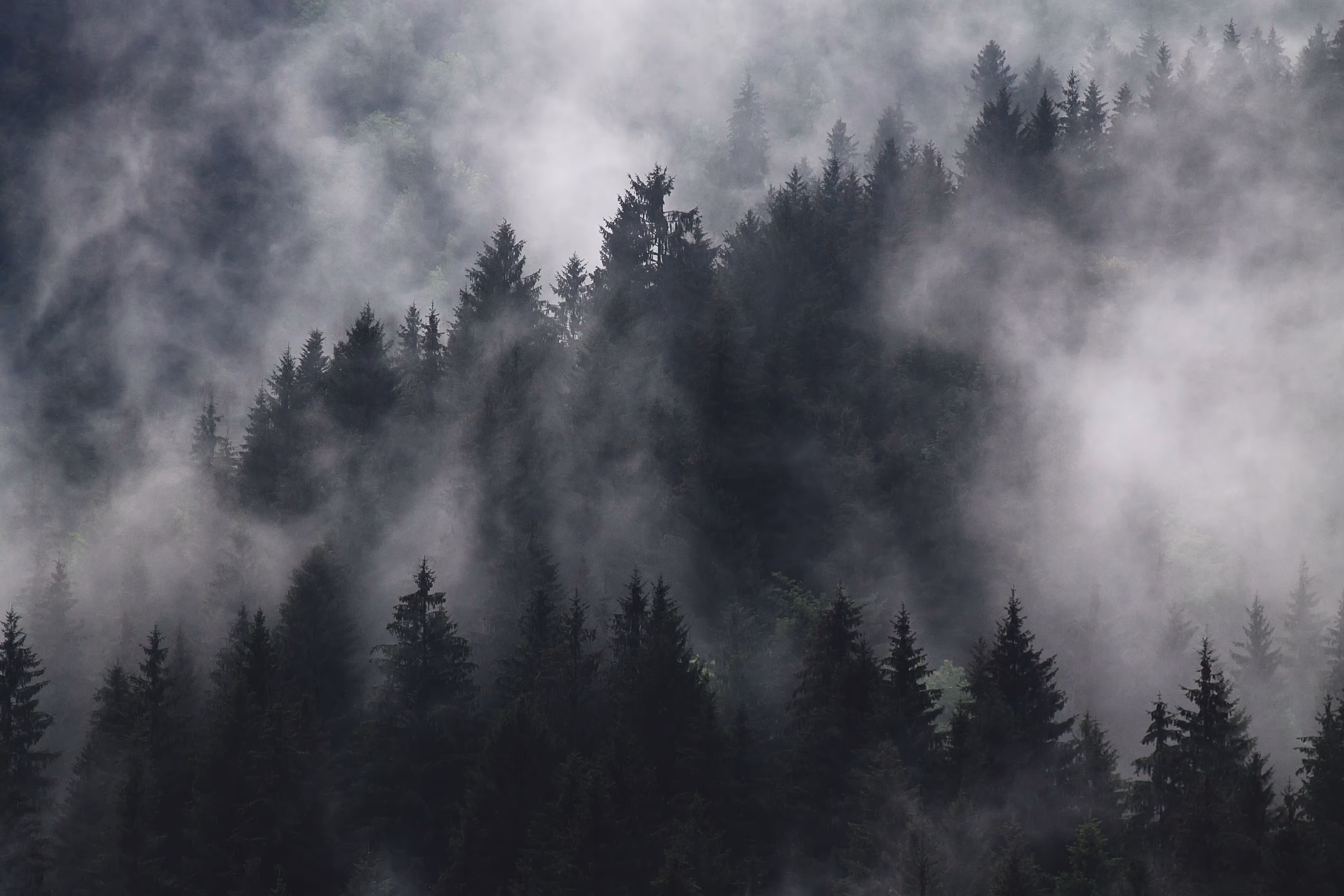 KOYYA_Background_Forest