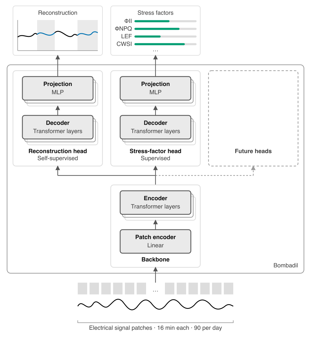 Multi-head architecture schematic