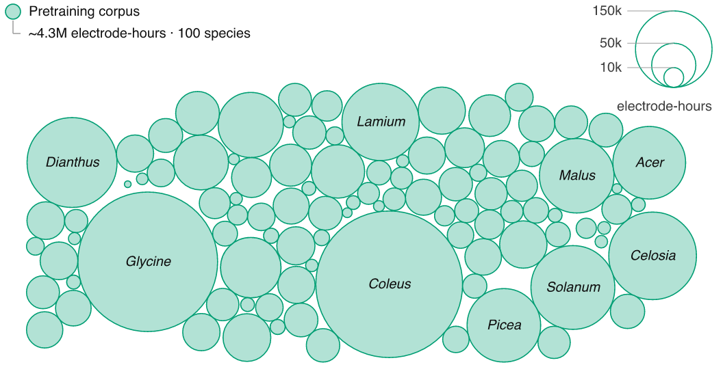 Pretraining corpus by species figure