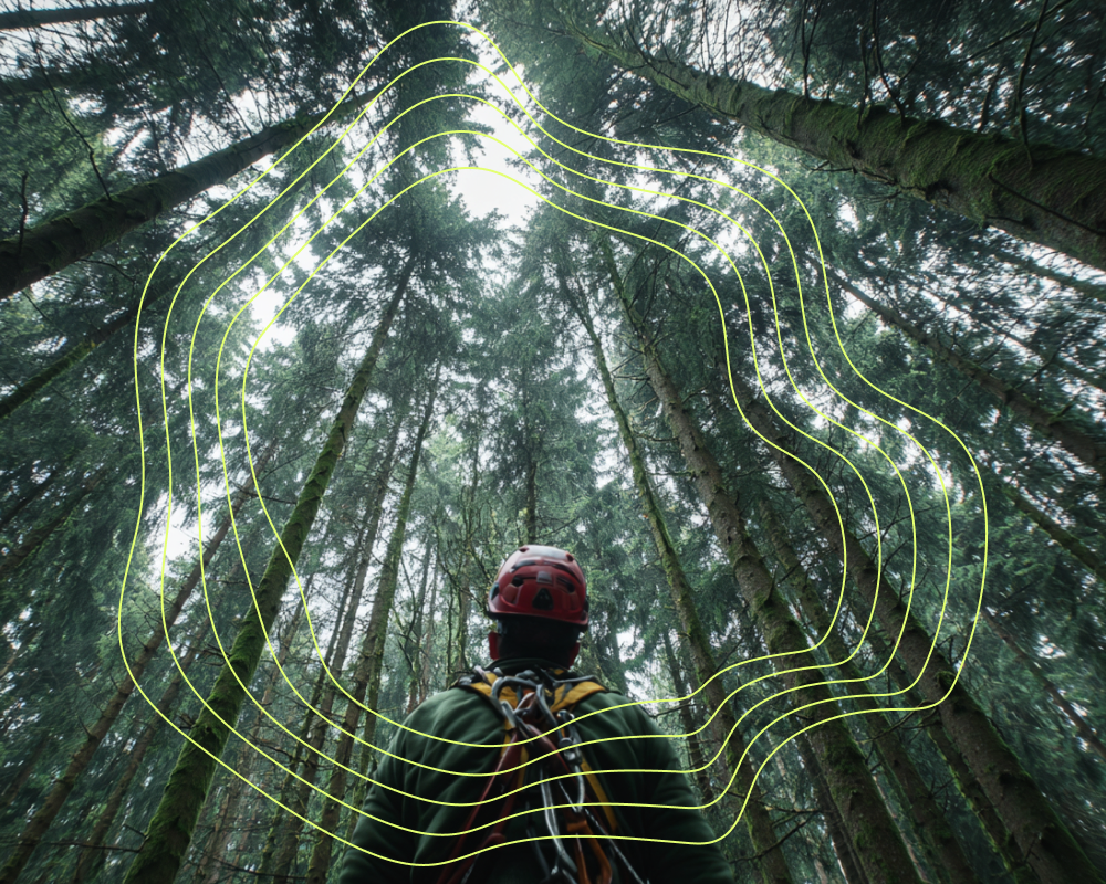 Arborist in a forest looking up, with plant electrical signal waveform overlay