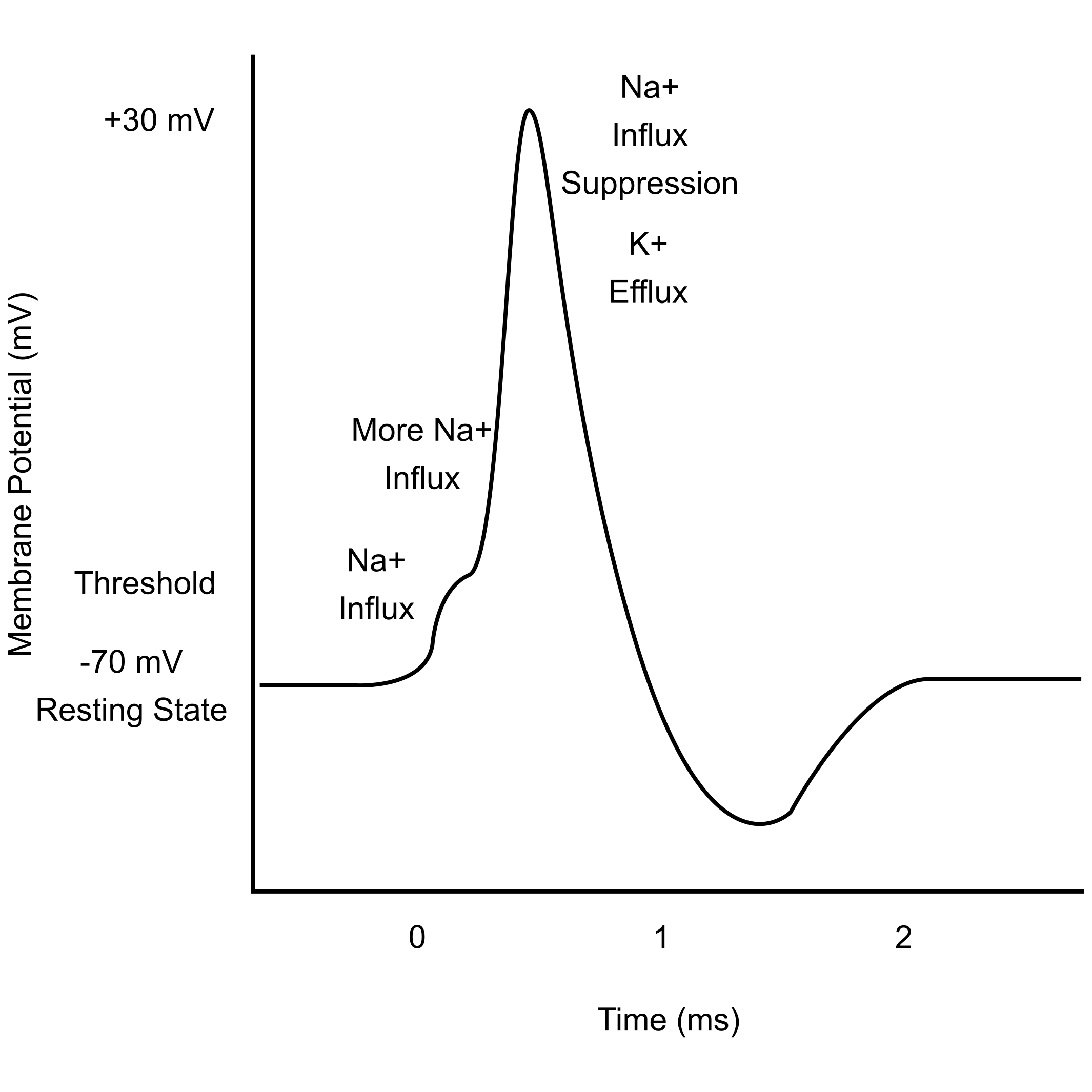 Animal action potential waveform