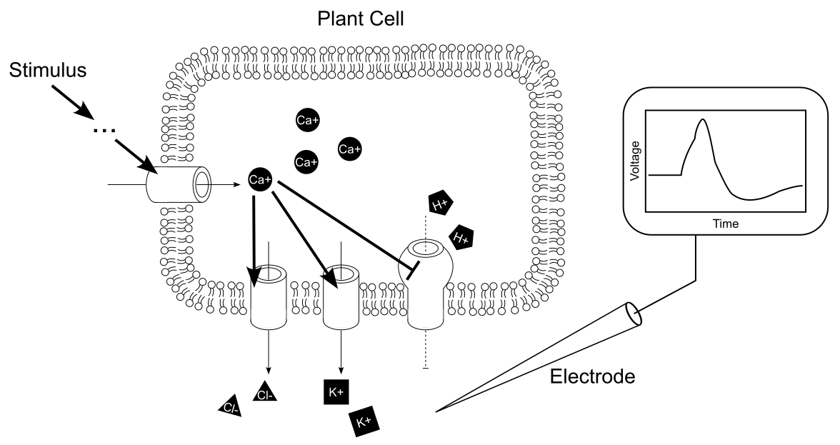 Cellular elements translating stimuli into electrical signals