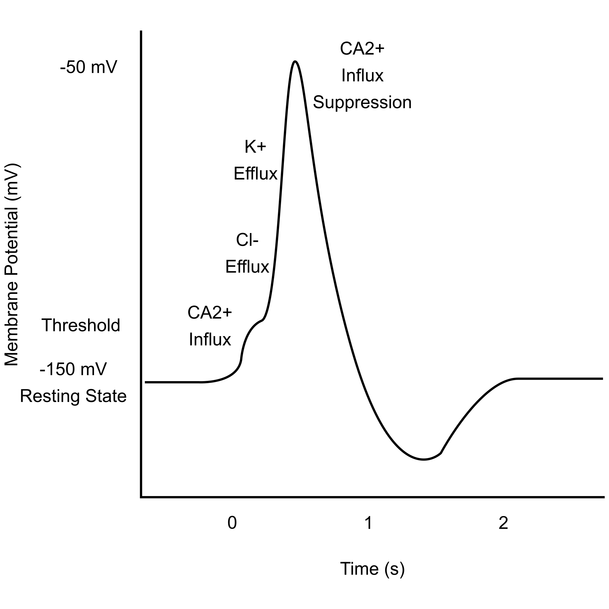 Plant action potential waveform