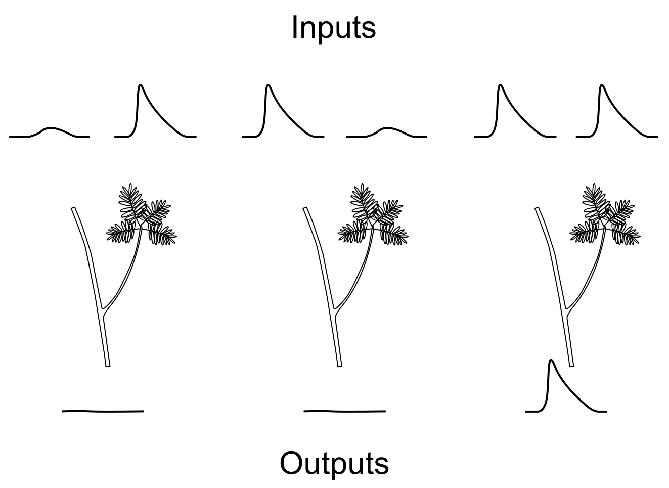 Mimosa pudica stem with side branch acting as converging inputs