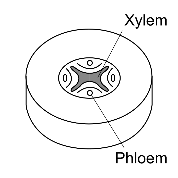 Cross section of a plant root