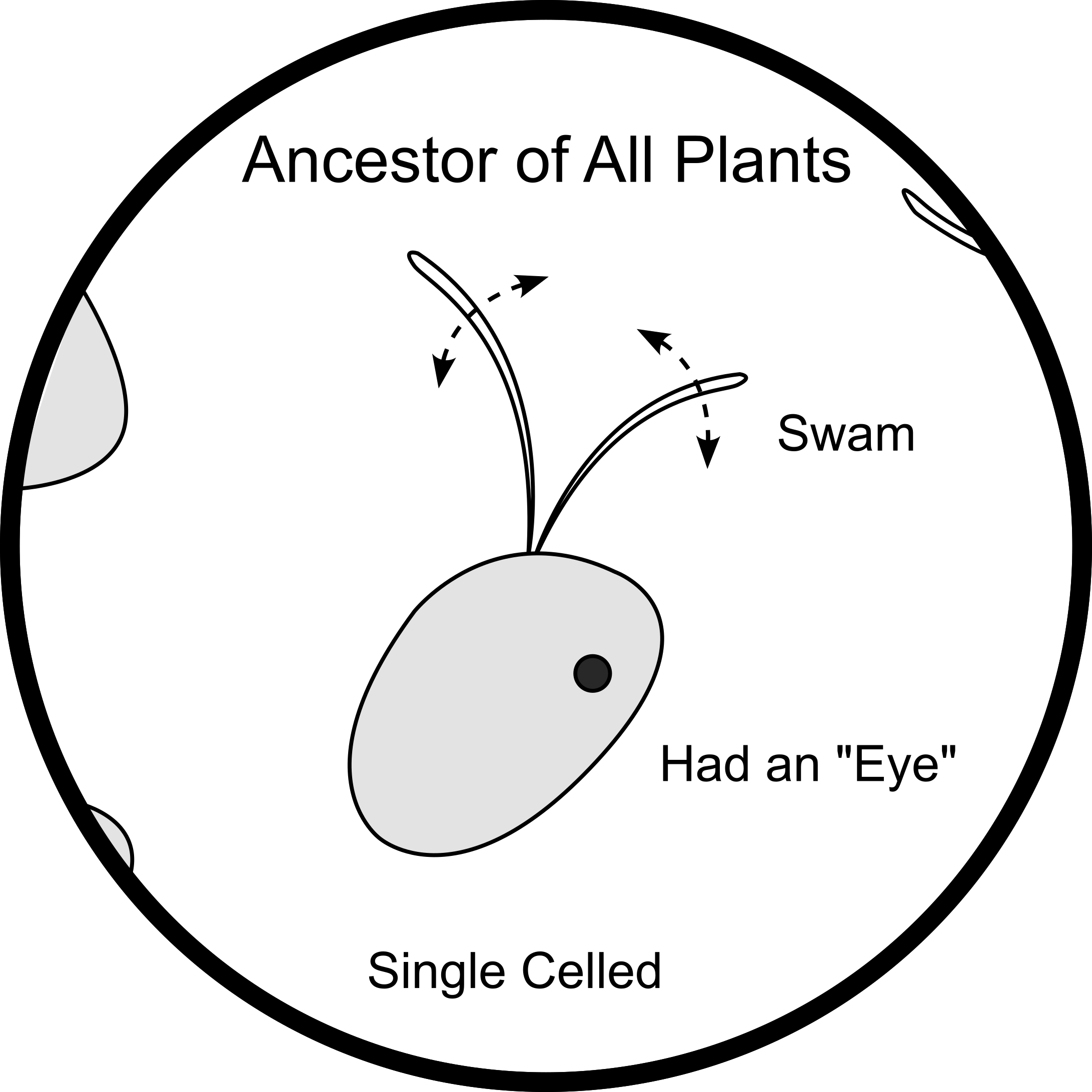 Illustration of Mesostigma viride, the common ancestor of animals and plants