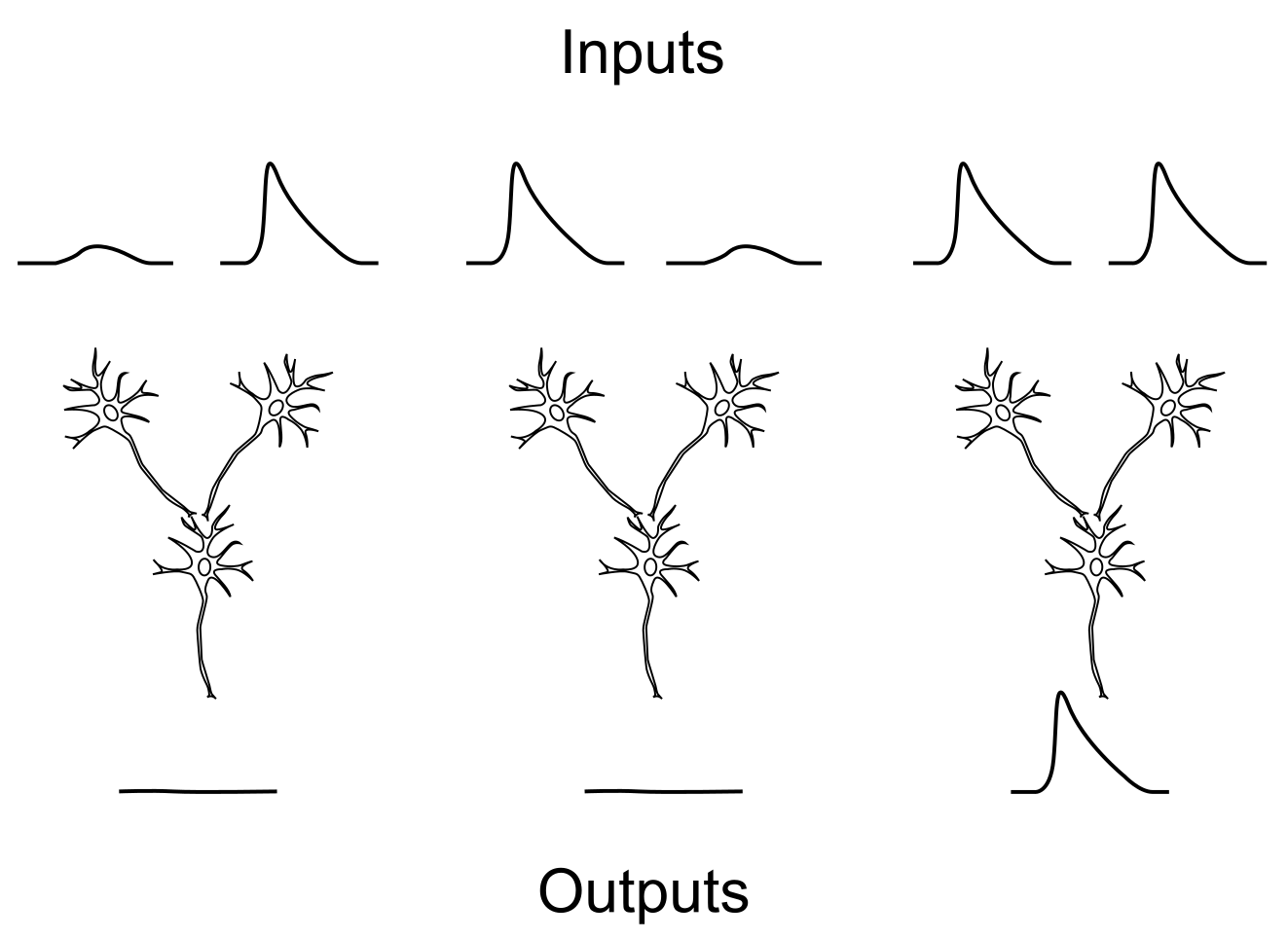 Two input neurons converging on one output neuron