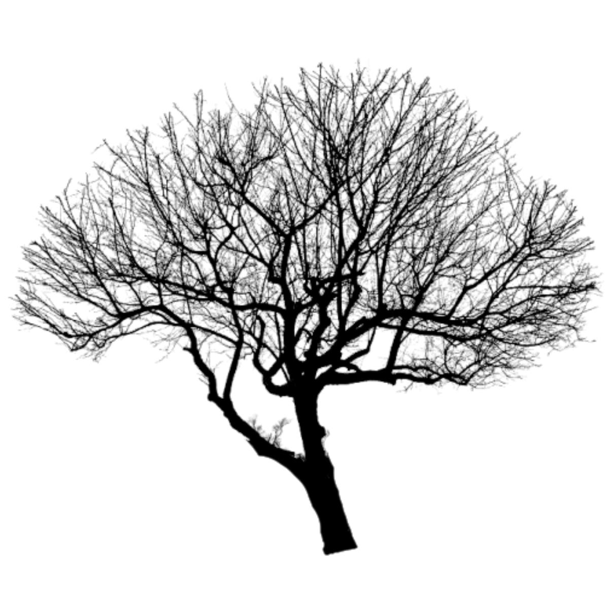 A tree, made up of many phloem and xylem connections