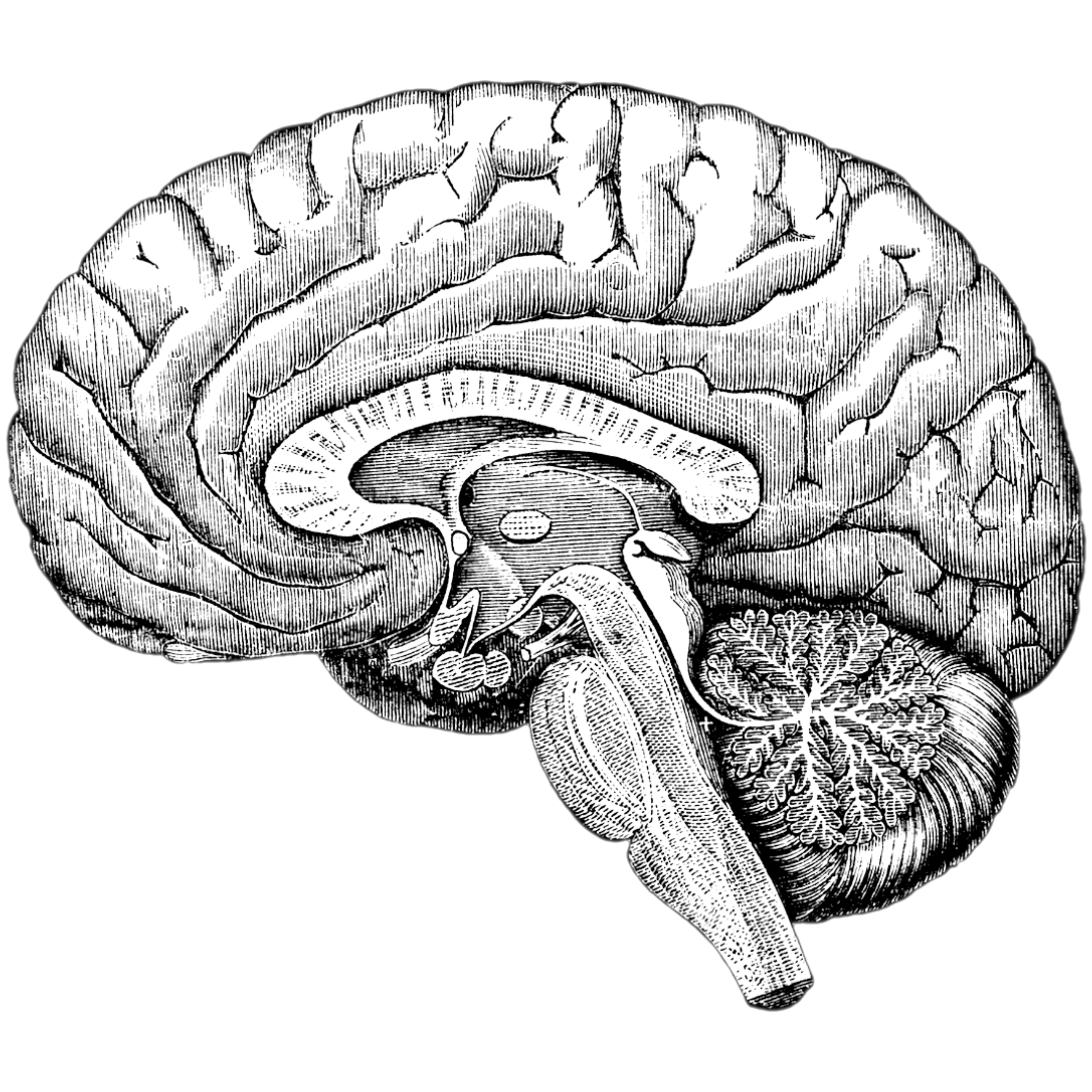 Cross section of a human brain