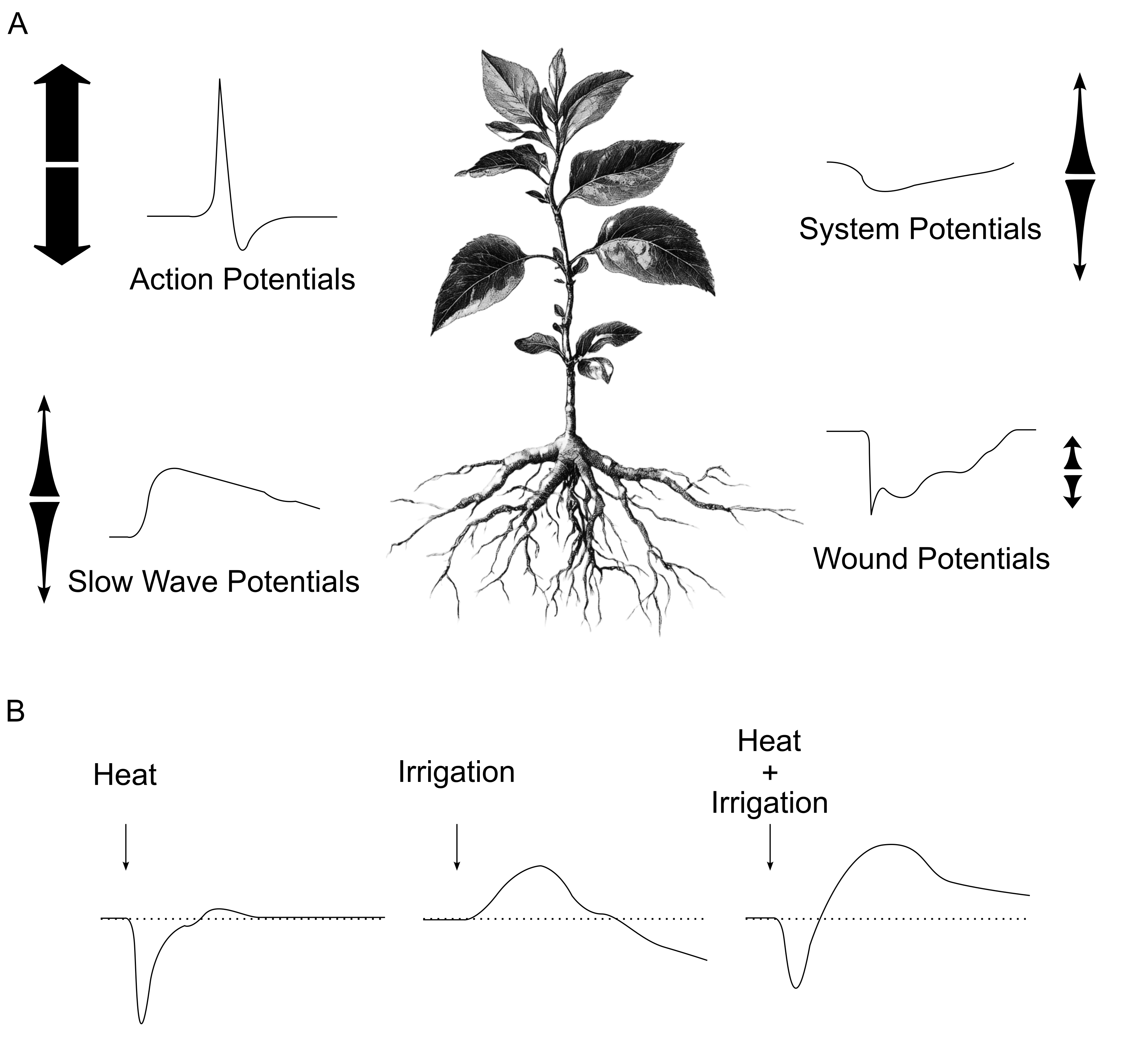 Types of plant electrical signals and their interactions