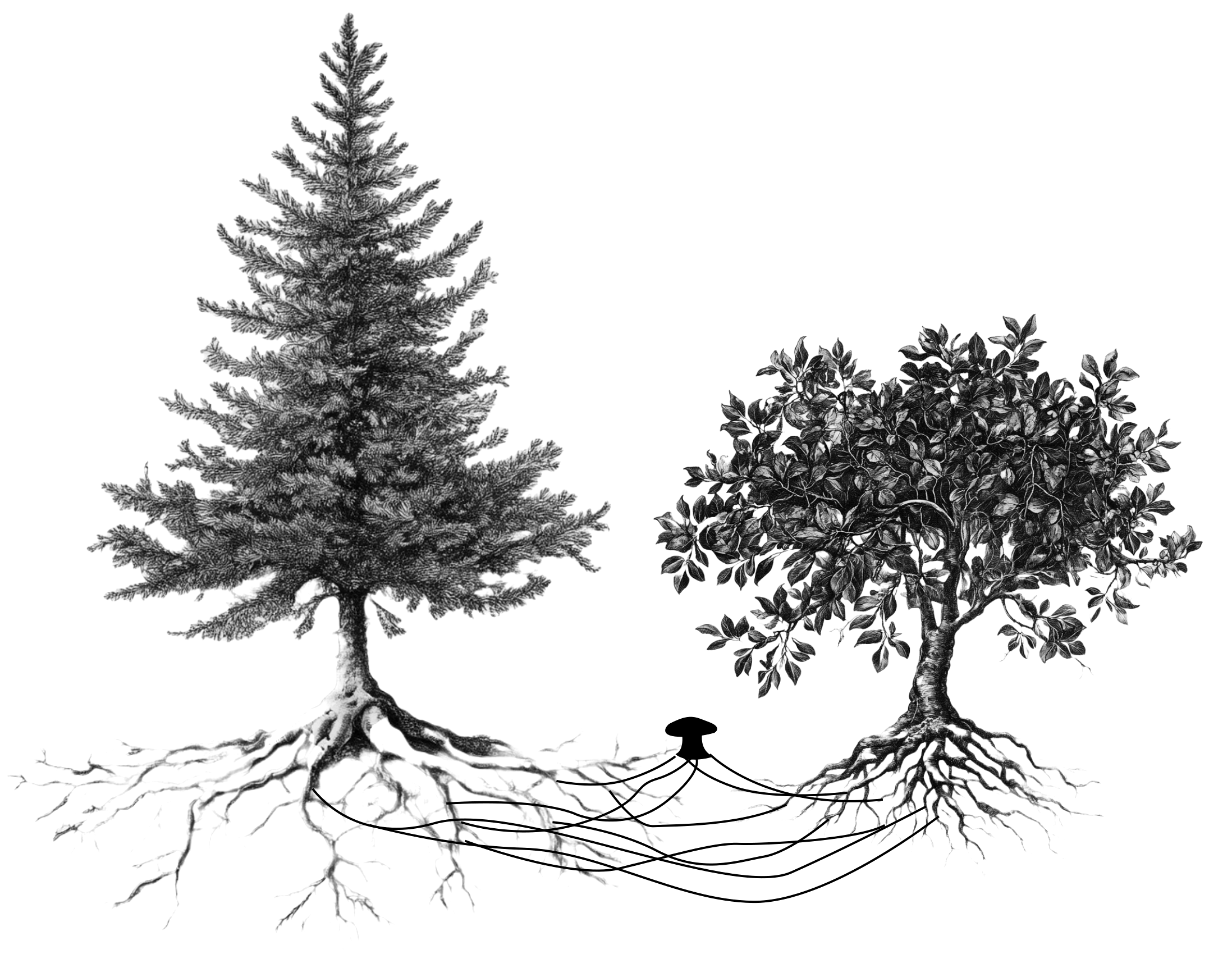 Intertwined trees illustrating plant-to-plant networking