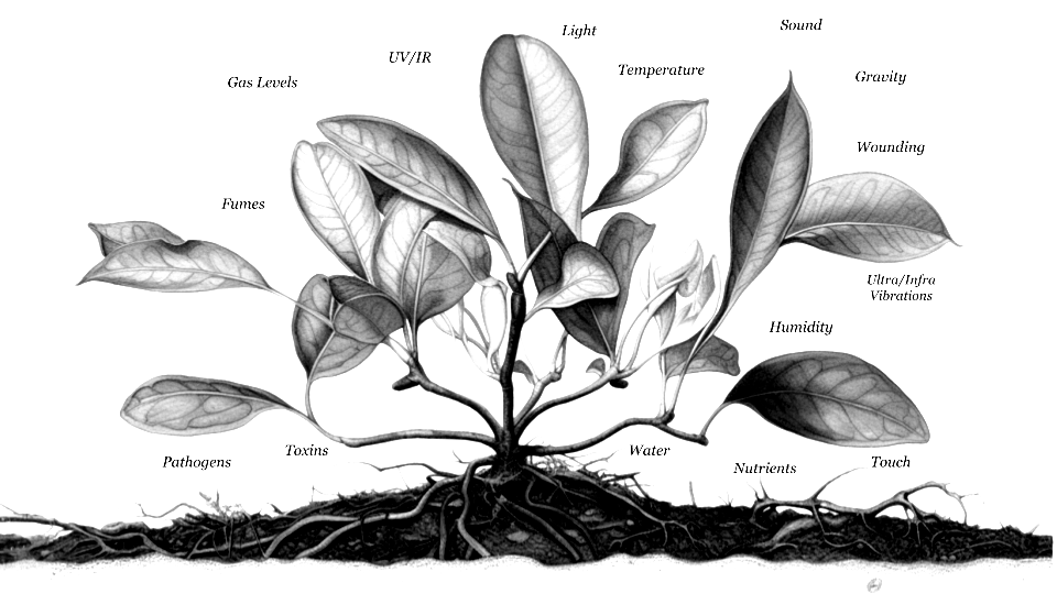 Plant senses encoded in electrical signals