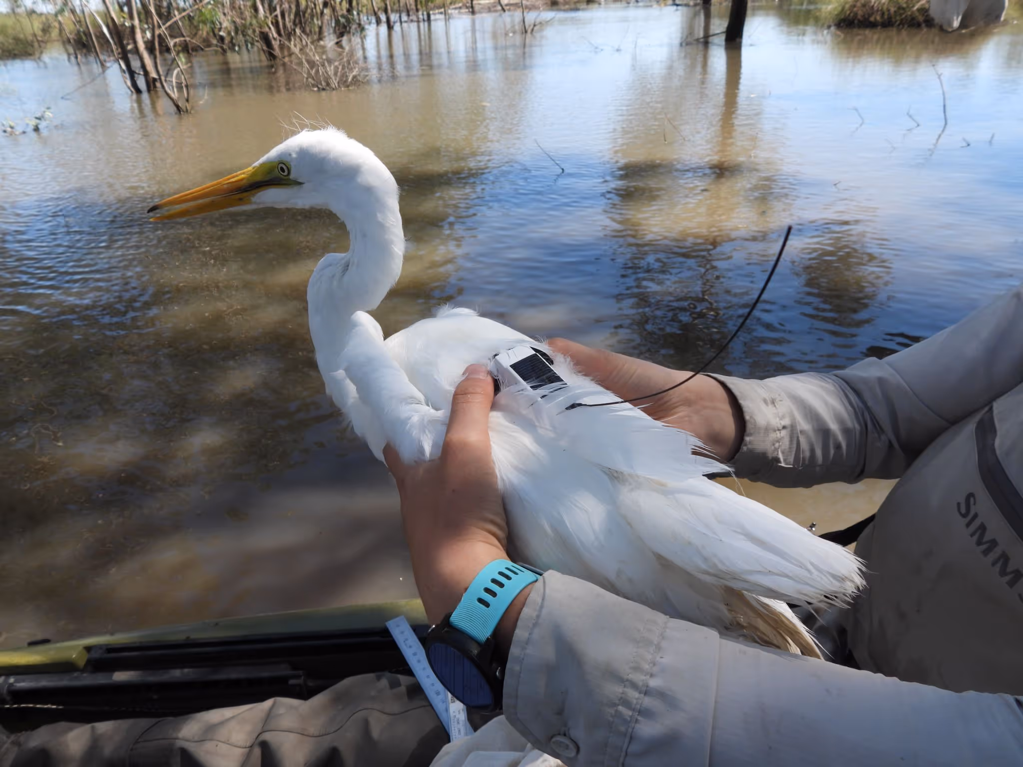 Photo credit: Heather McGinness/CSIRO, CC BY-NC-ND