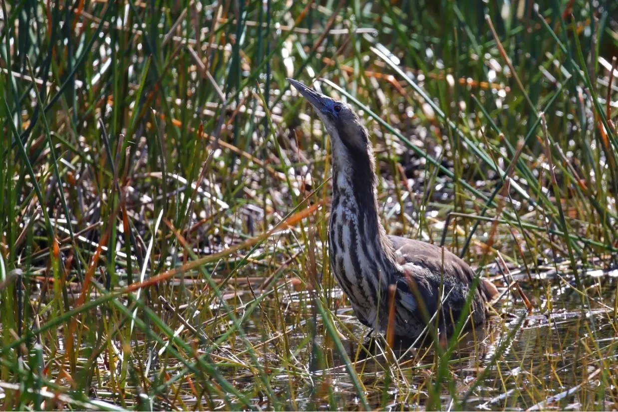 An Australasian bittern in a Riverina wetland (courtesy of Matthew Herring, Murray Wildlife). 
