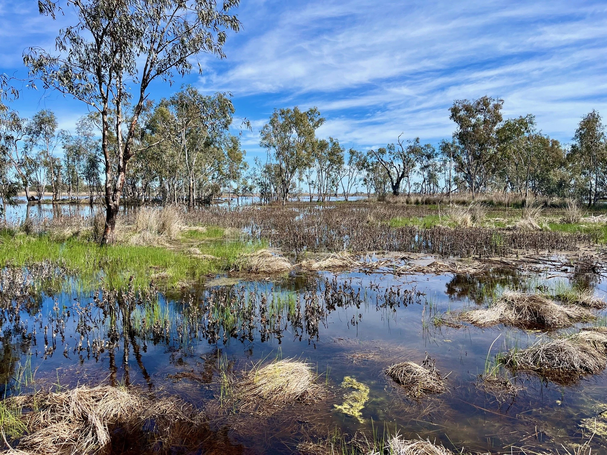 Macquarie Marshes, Southern Lagoon, pictured during the August waterbird surveys (Photo credit: NSW DCCEEW)