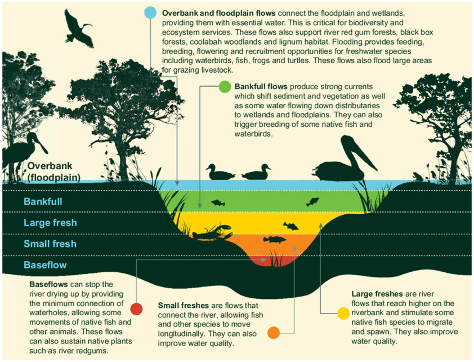 Diagram showing a riparian zone showing overbank (floodplain), bankfull, large fresh, small fresh and baseflow levels.