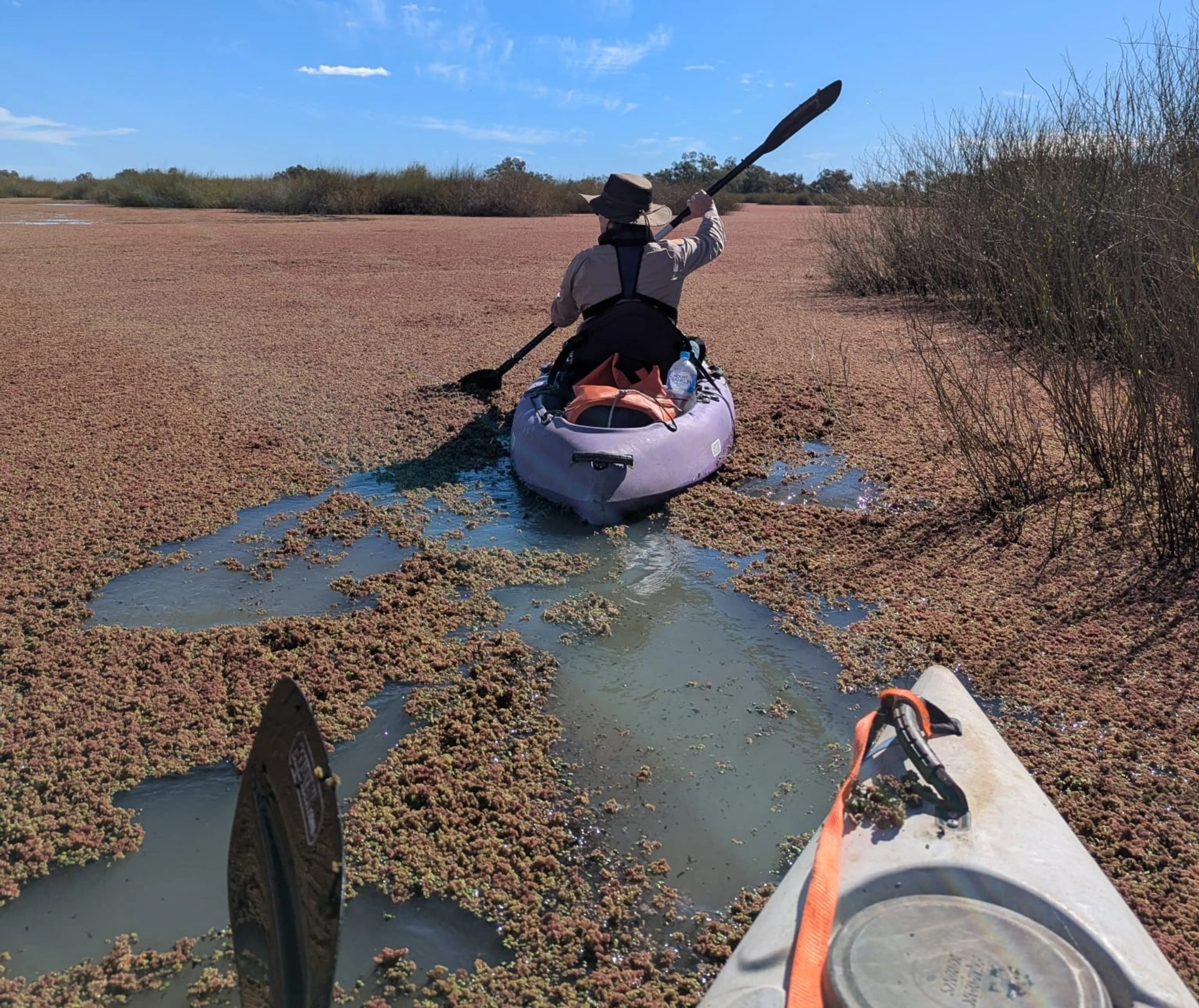 The team had some hard paddling to get through the Azolla, a tiny, native Australian freshwater fern (Image credit: William Hall).