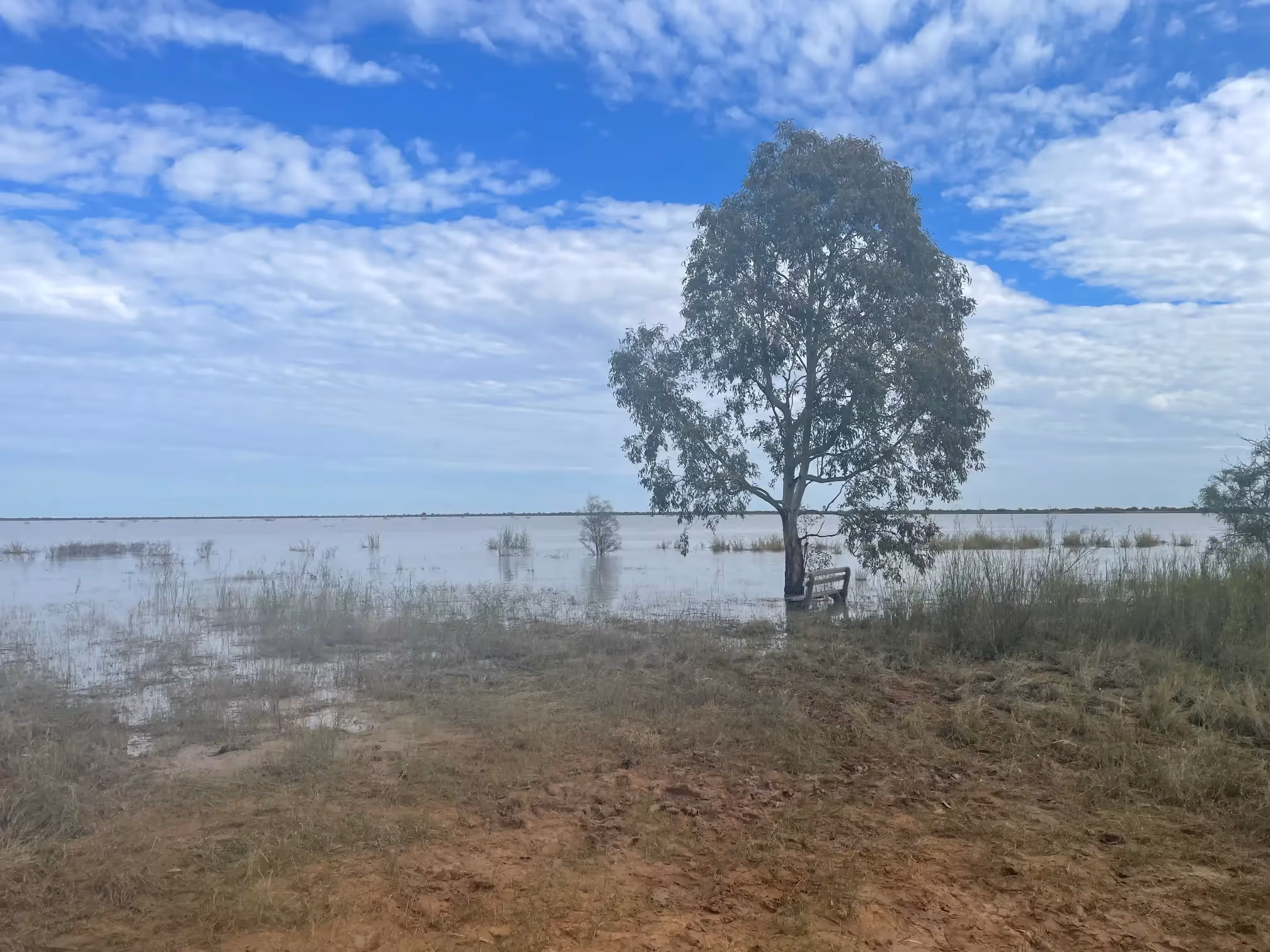 Lake with mud, tree and submerged bench in the foreground.