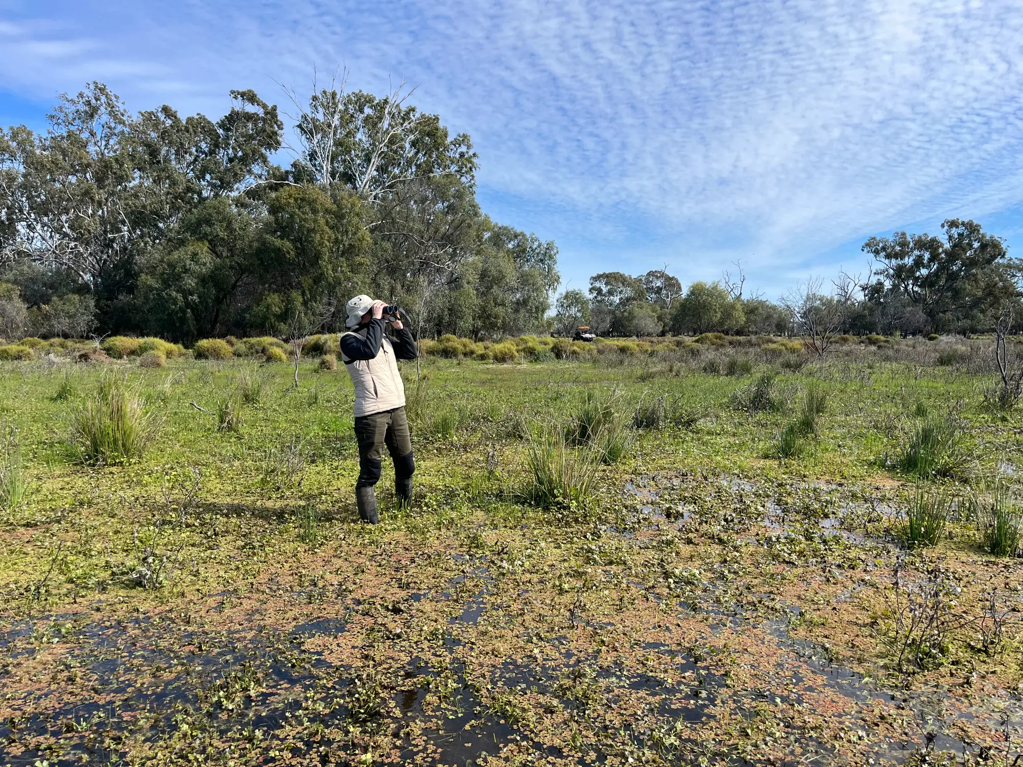A person standing in swampy water looking through binoculars.