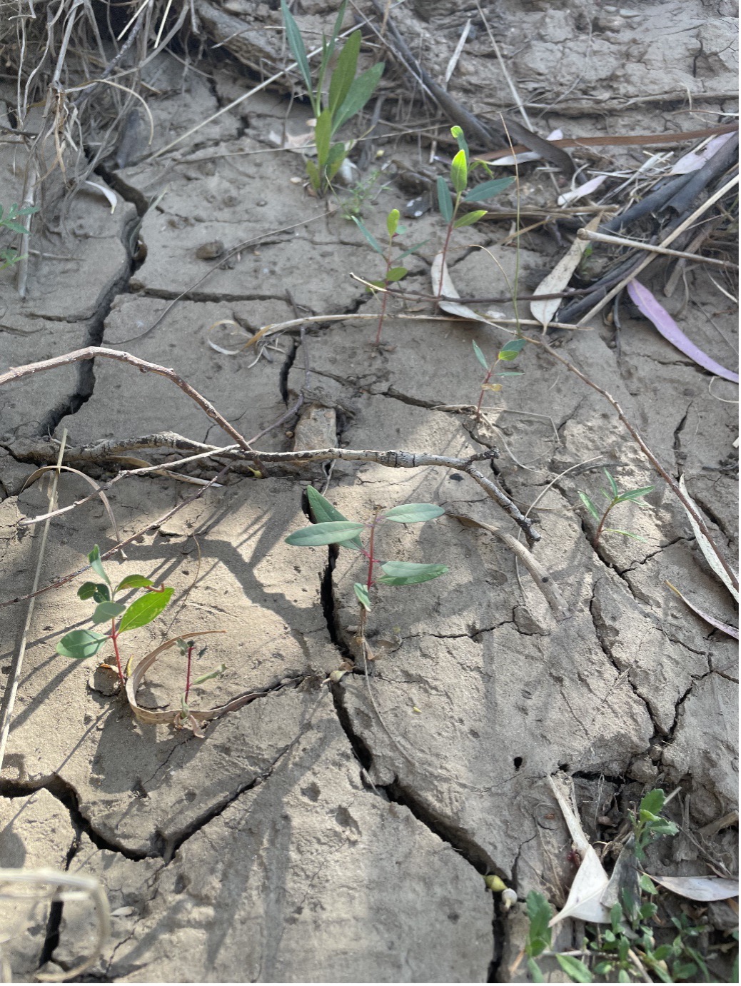 Early Eucalyptus sp. seedlings on the lower riverbank (photo credit: Rebekah Grieger).