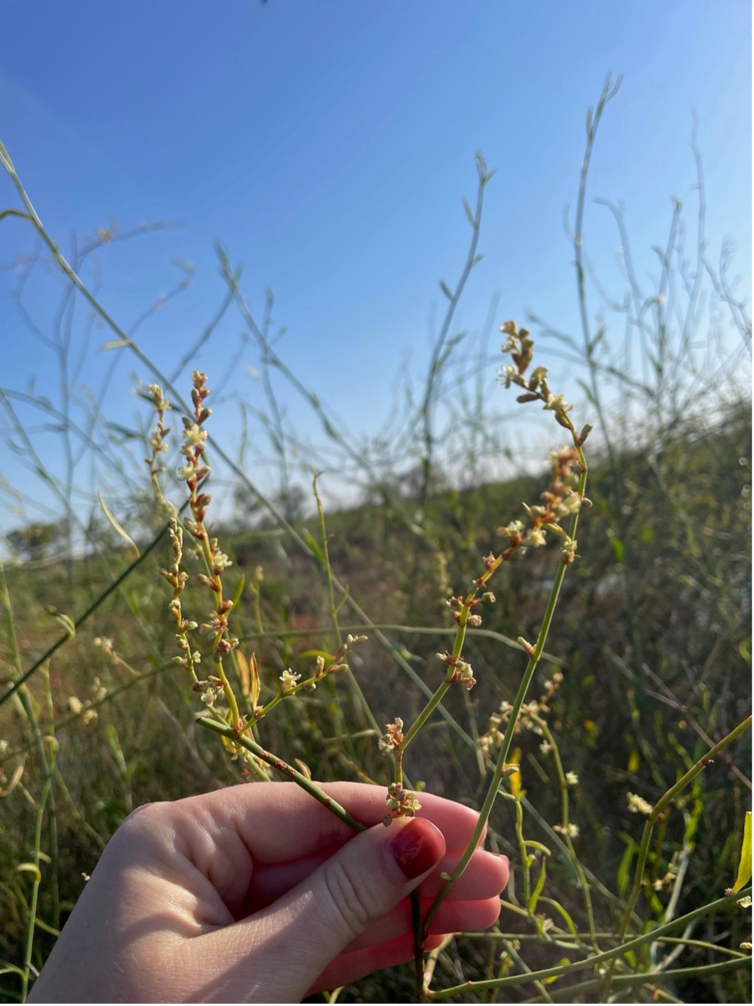 Lignum (Duma florulenta) flowers: (photo credit: Rebekah Grieger)