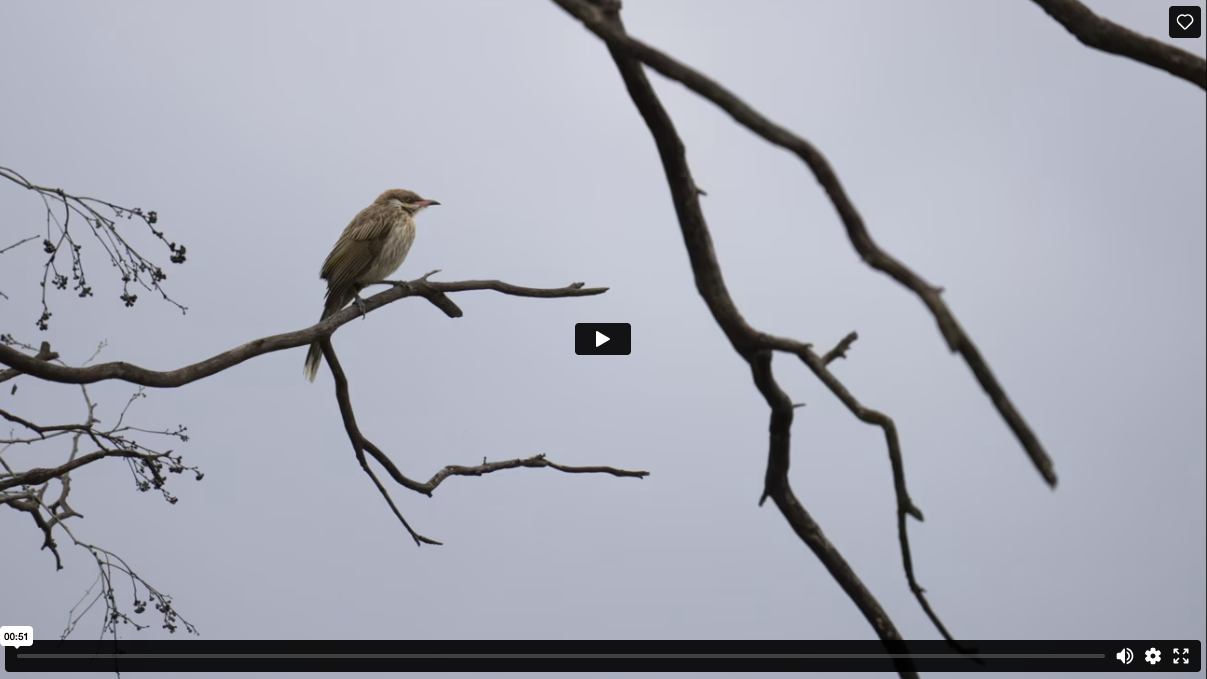 A film showcasing the Gwydir Wetlands