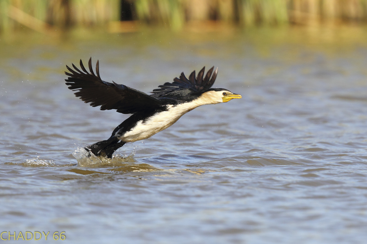A little pied cormorant takes off from the water at Wilbertroy lagoon. Waterbirds flocked to the site following watering trial. Photo credit: Warren Chad.