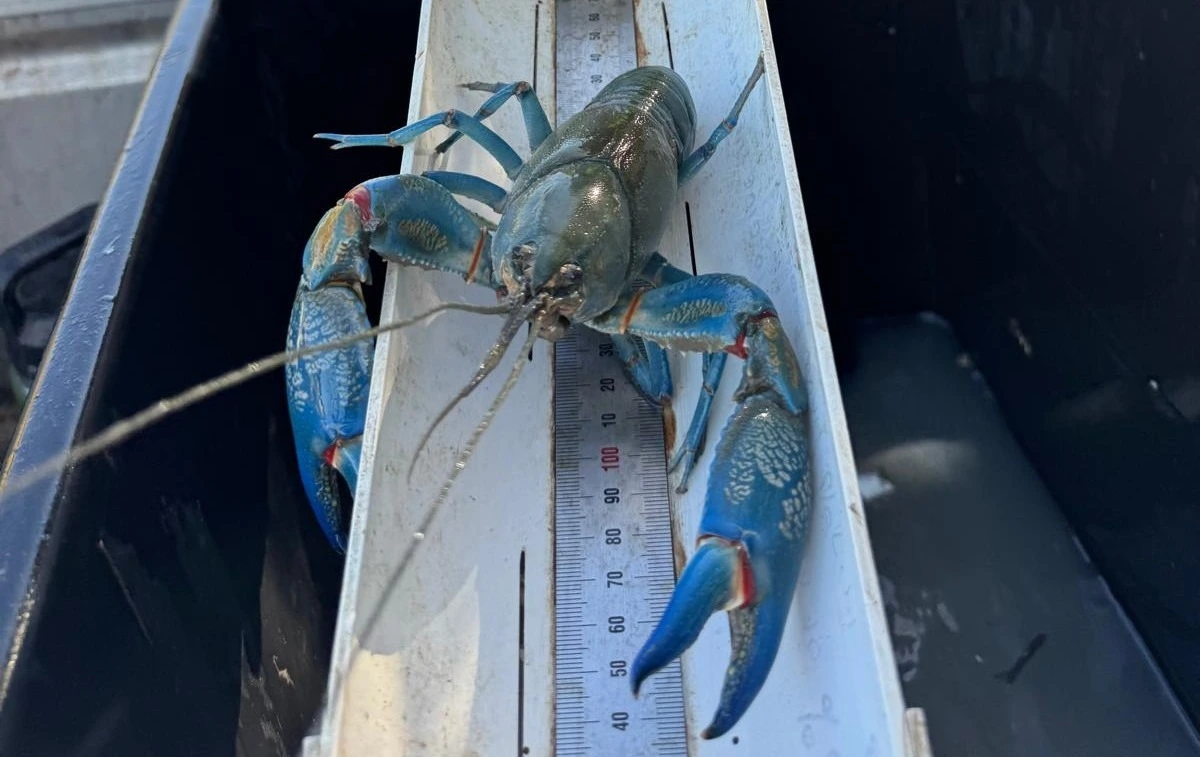 The length of a common yabby (Cherax destructor destructor) is being measured. Large numbers were encountered in the Narran River around Narran Park, May 2025. Image: Lightning Ridge Area Opal Reserve 