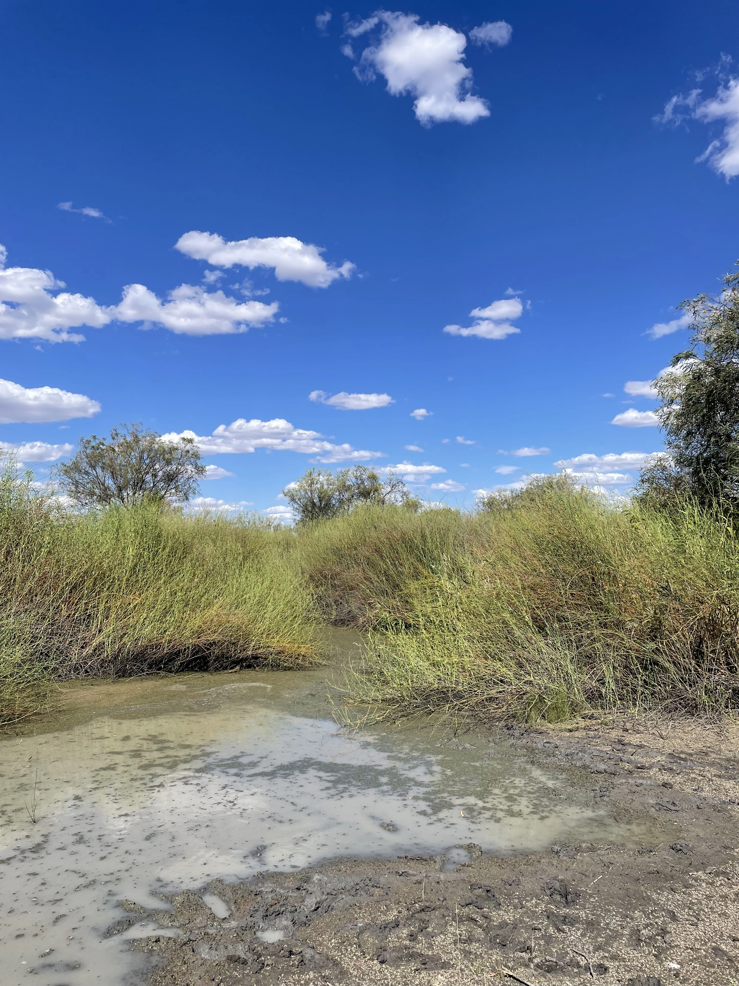 Mud and water in foreground, shrubs in middle ground and sky in background.