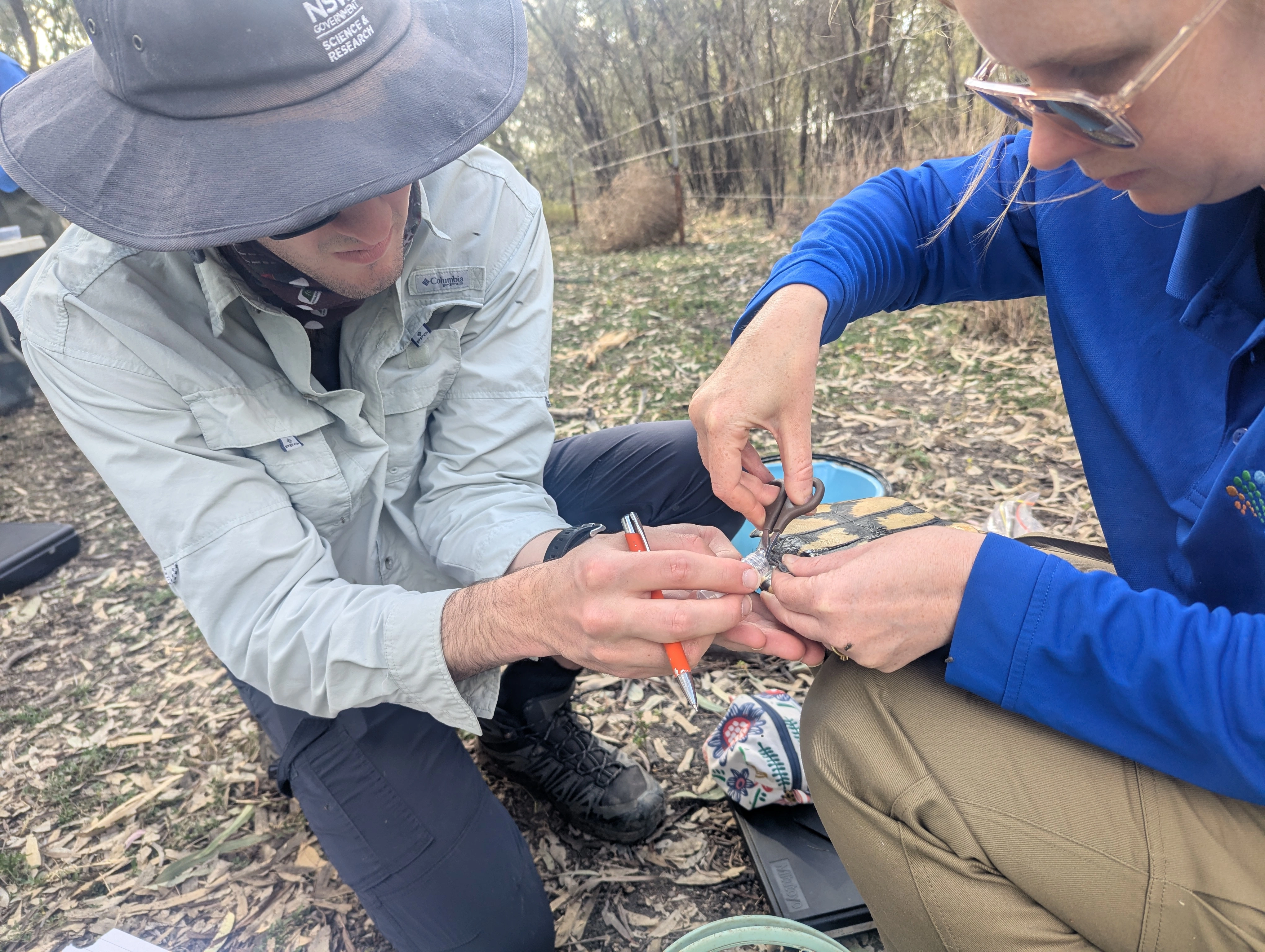 UNSW researchers William Hall and Dr Roxane Francis clipping turtle toenails for research. Image: Commonwealth Environmental Water Holder (CEWH)
