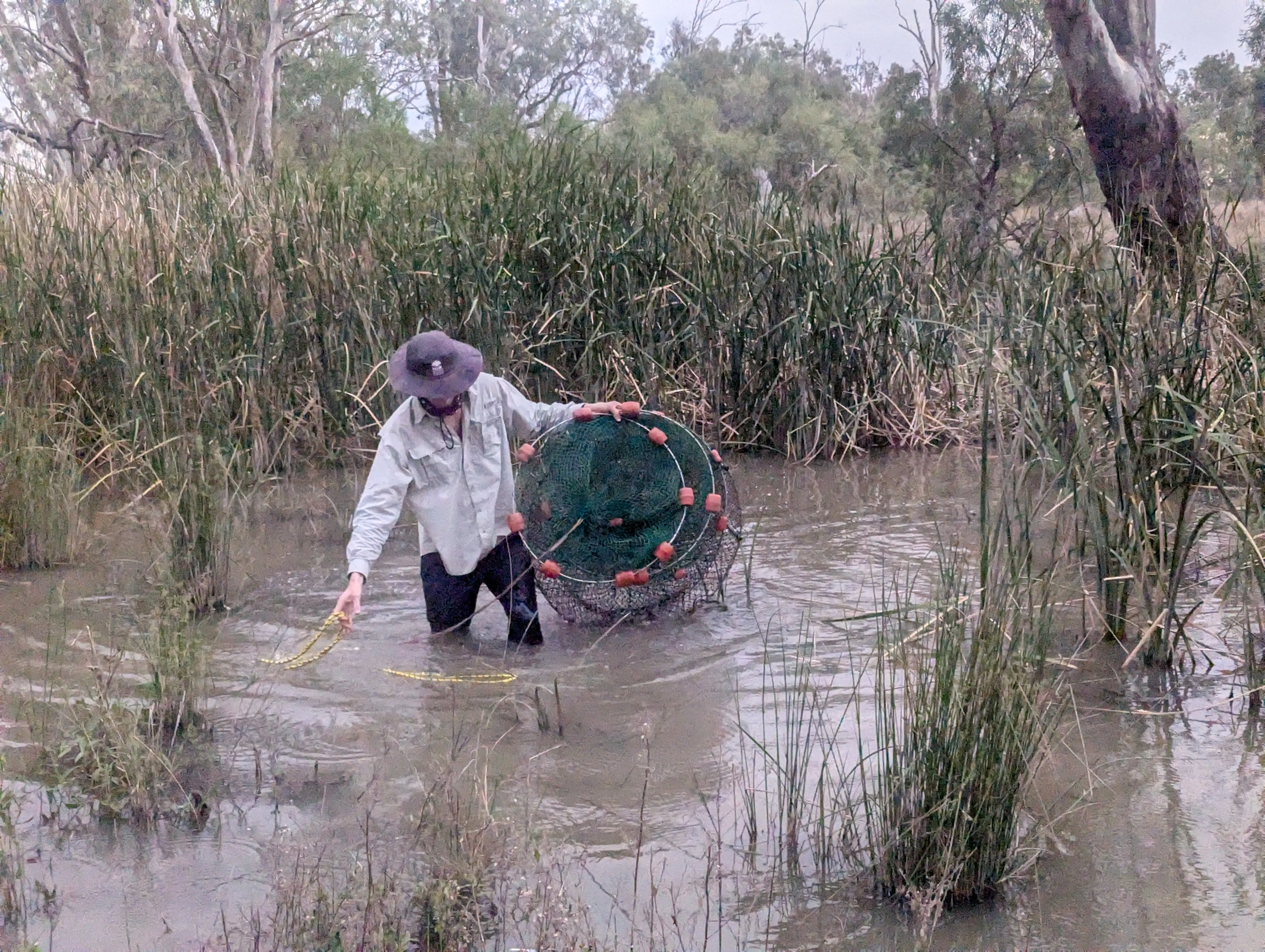 Person with their head down walking through water with a large cylindrical net.