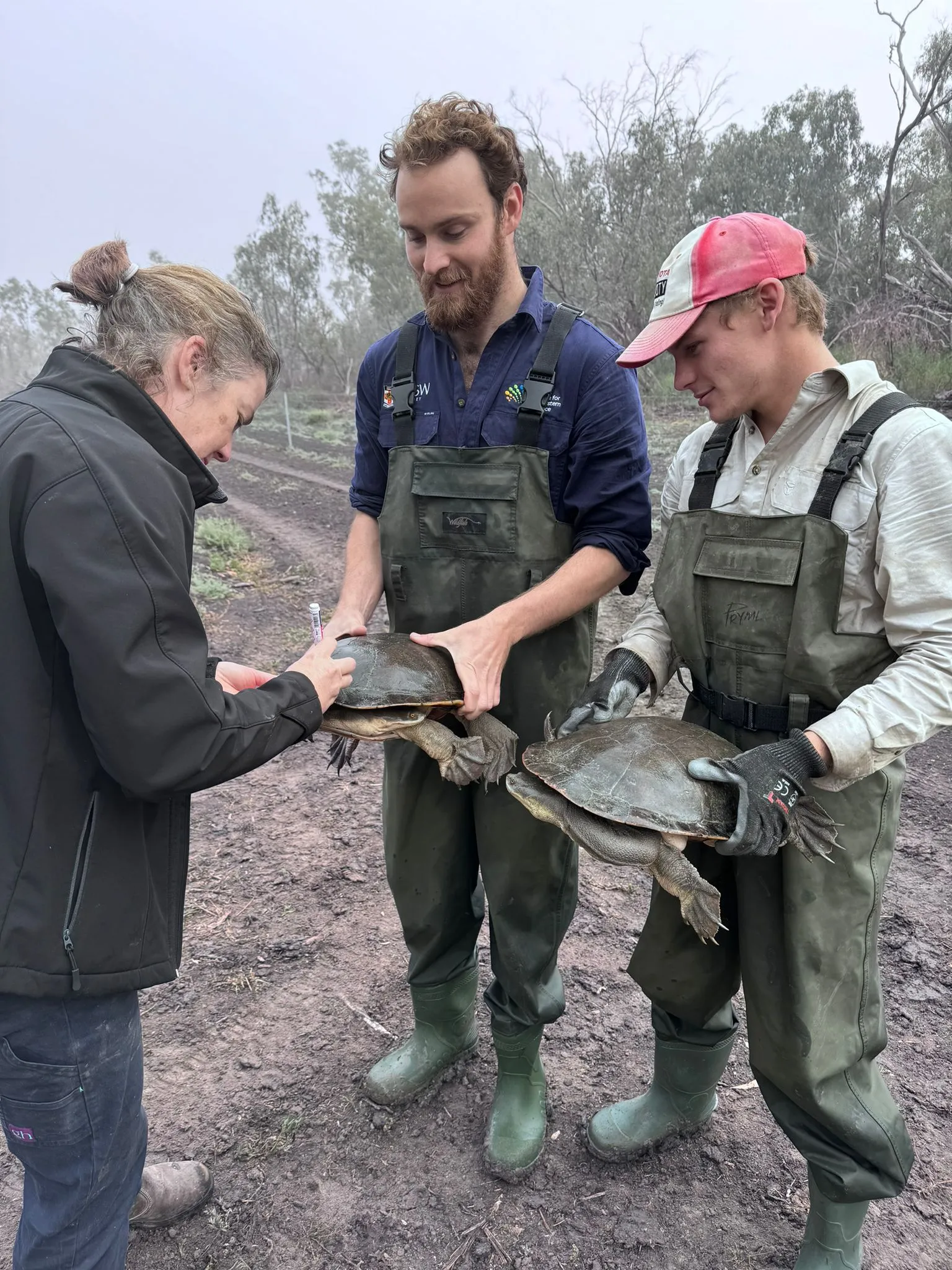 Three people, two holding turtles and the other marking the turtles.