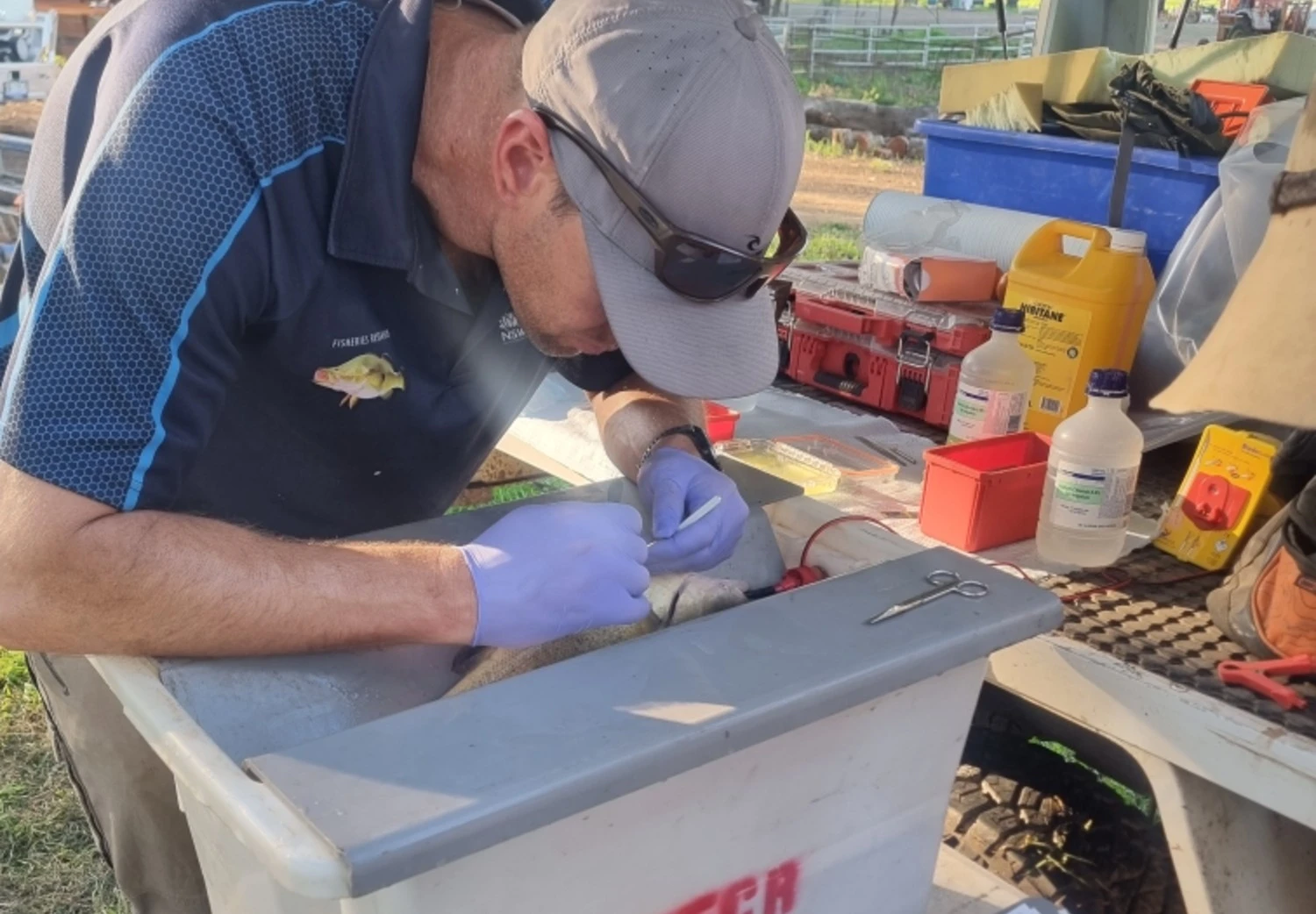 Dr Dylan van der Meulen (NSW DPIRD) implanting an acoustic tag into a golden perch in August 2024. During the less than three-minute transmitter implantation process, the fish are anesthetised to minimise any stress and water is recirculated over the fish’s gills in a purpose-built fish cradle . Image: NSW DPIRD