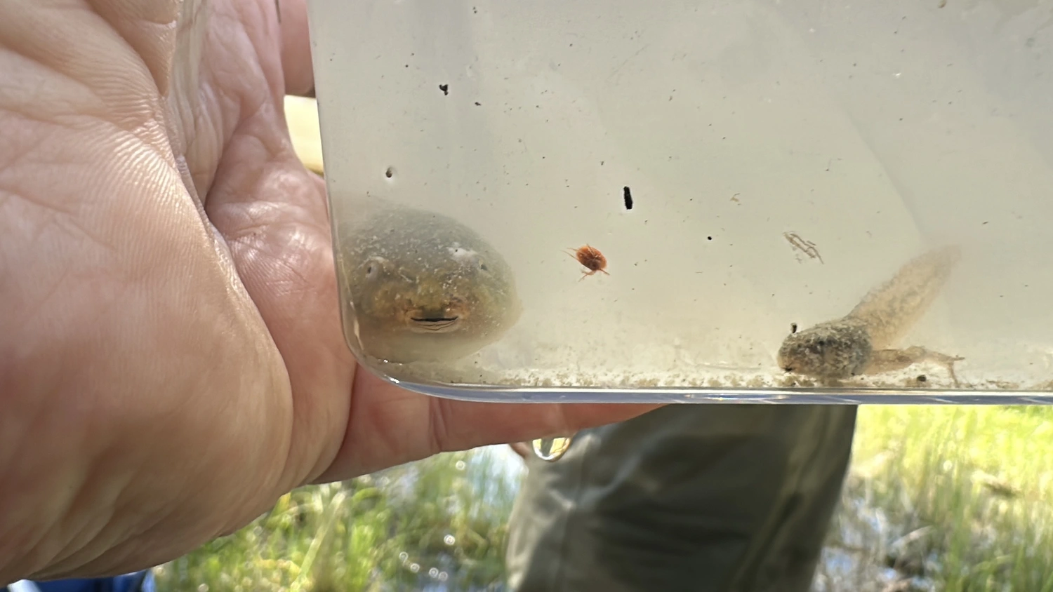 Giant banjo frog tadpole (left) and plains froglet metamorph (right), showing the clear size difference between the two species. Source: Sarah Talbot