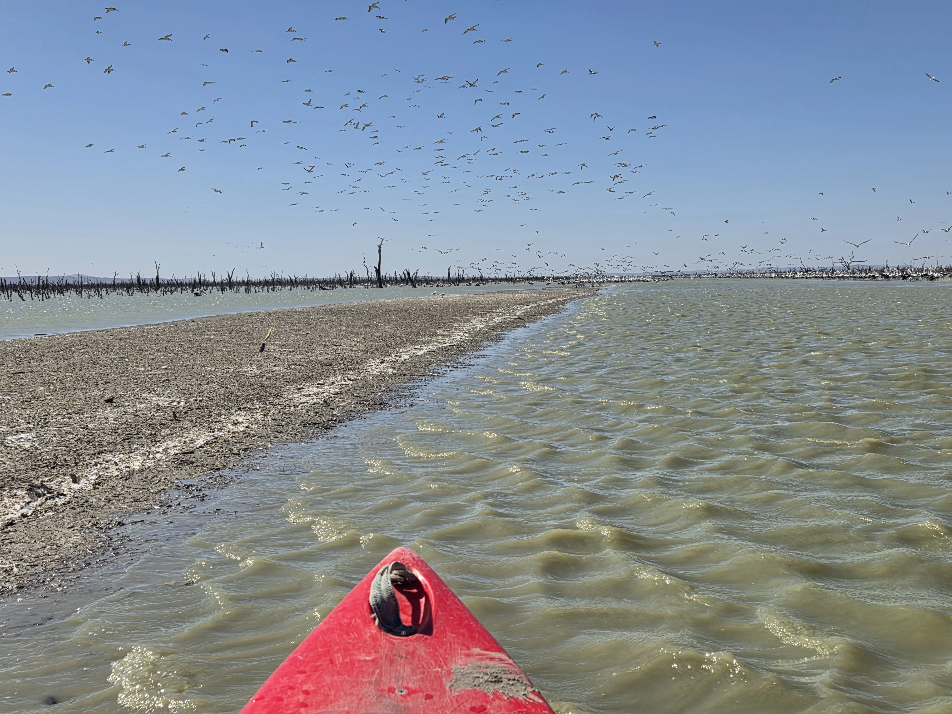 Canoe on Lake Brewster watches pelicans take off. Photo credit: Aeden Maguire