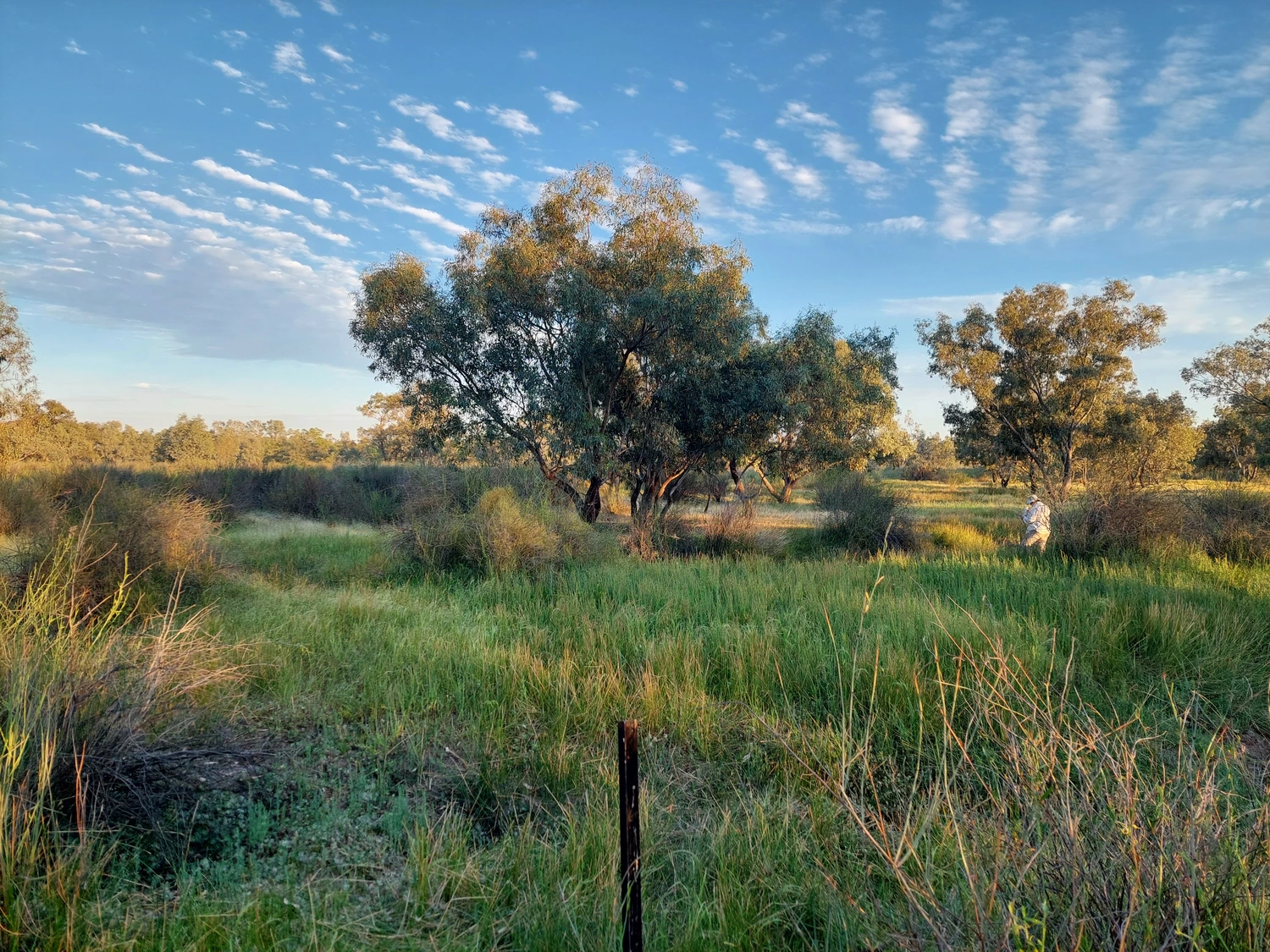 Coolibah woodland site on the Western Floodplain in Toorale National Park and Conservation Area in spring 2025. This site was completely submerged in autumn-winter 2025. Draw-down of the floodwaters led to the dense, species-rich cover of lush ground-cover vegetation visible in this image. Photo: D. Mackay, University of New England.