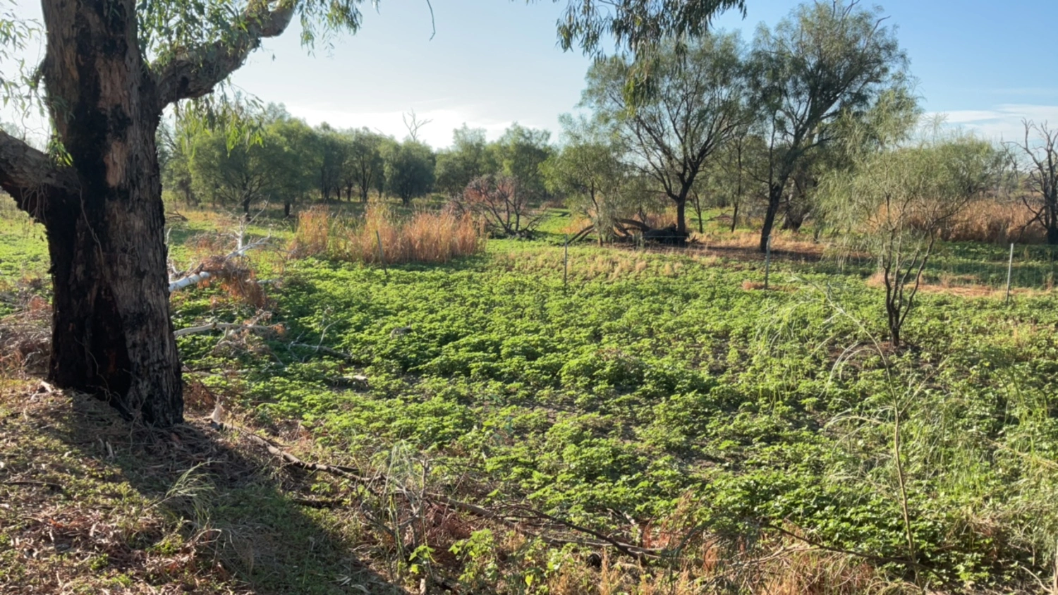 Dry wetland bed with low-growing green plants surrounded by scattered trees and dry grass. Sunlight casts shadows from a large tree trunk in the foreground.