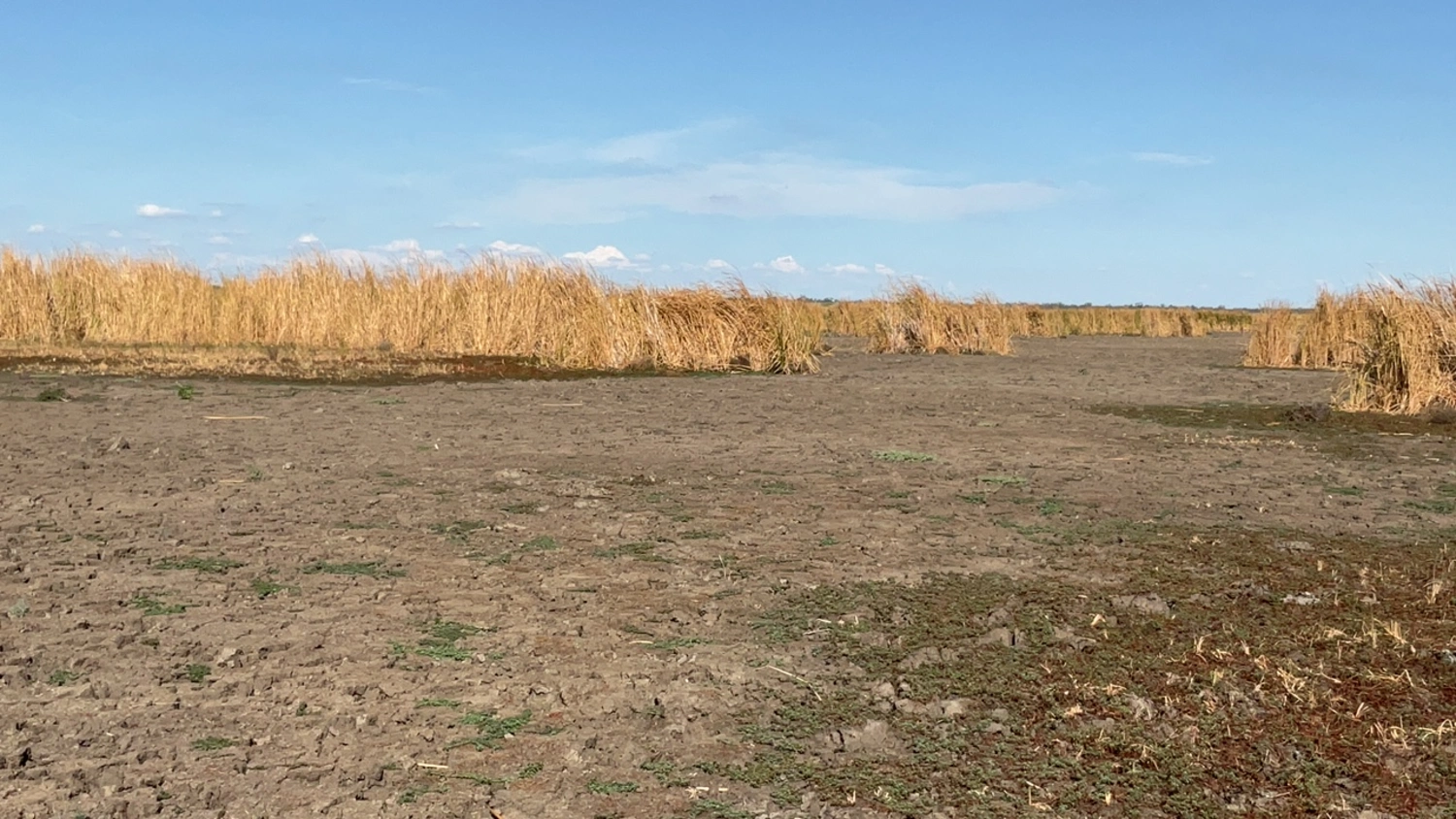 Dry, cracked wetland bed with sparse patches of green vegetation, bordered by tall, golden-brown reeds under a clear blue sky.