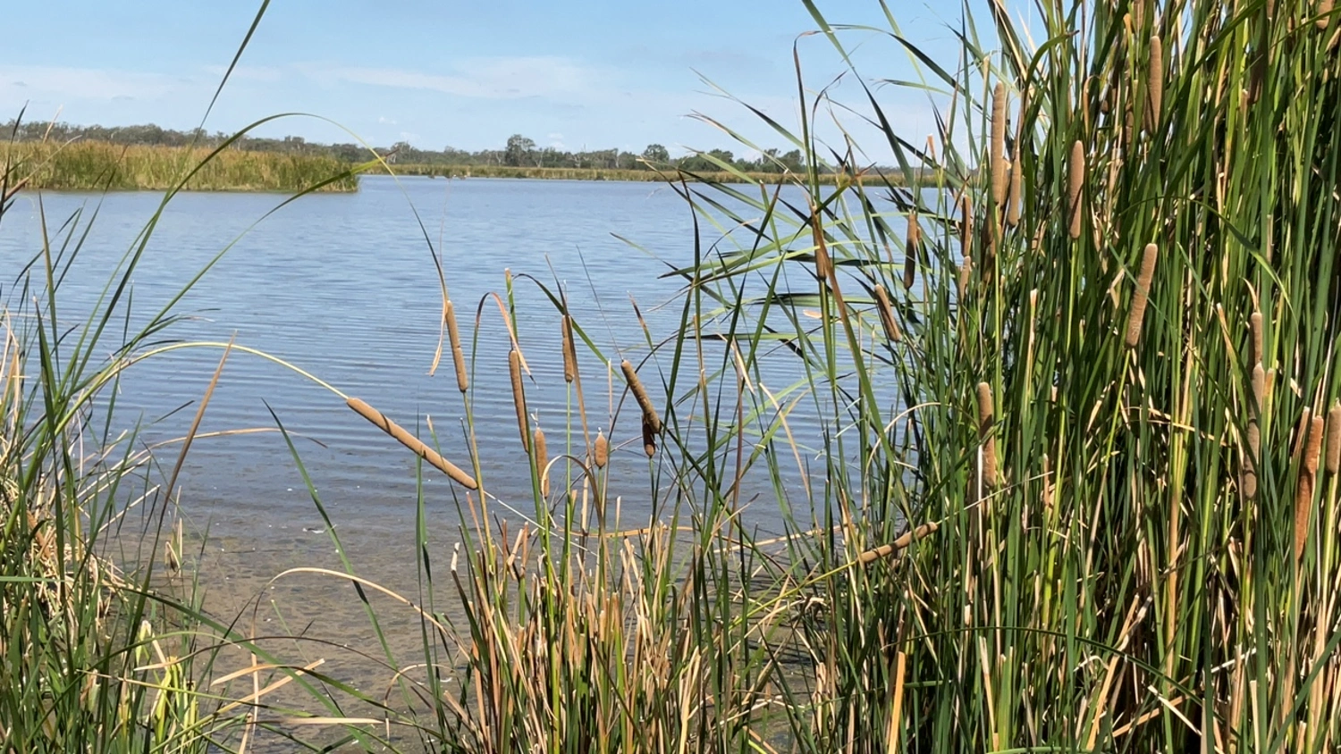 Calm waterbody by tall brown and green reeds in the foreground, with clear blue sky and distant trees along the horizon.